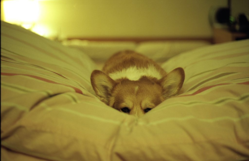 Bored dog waiting